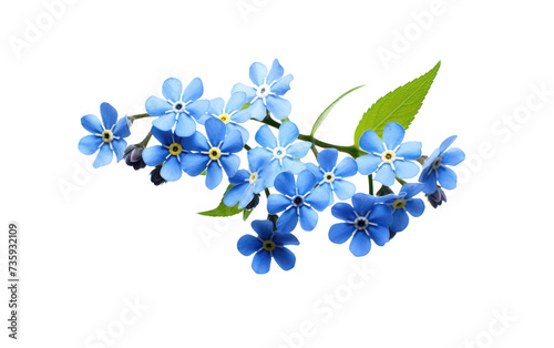 Fototapeta Naklejka Na Ścianę i Meble -  A Bunch of Blue Flowers With Green Leaves. The photo shows a group of blue flowers with green leaves, highlighting their vibrant colors and natural beauty.