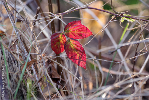  Das bunte Blatt von der Kratzbeere wird vom Sonnenlicht angestrahlt