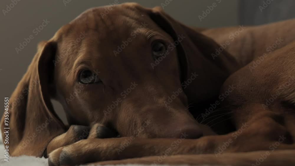 Hungarian Vizsla dog lies on the couch at home Hungarian Vizsla dog lies on the couch at home