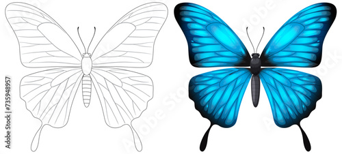 Black and white to vibrant blue butterfly illustration © GraphicsRF