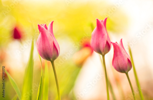 Colorful tulip with nature background © Belikova Oksana