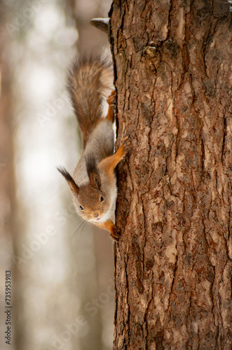 squirrel on a tree branch during the winter in the forest © Елизавета Фильченко