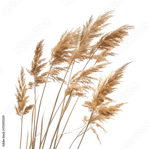 a bunch of autumn dry field grass with spikelets flutters in the wind, isolated on transparent background