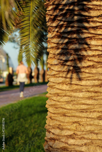 Obraz na płótnie Summer evening in a public park. Trunk of a palm tree in the foreground, running people on a blurred background w salonie
