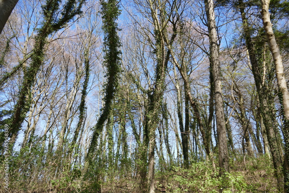 Obraz premium Wald Prora