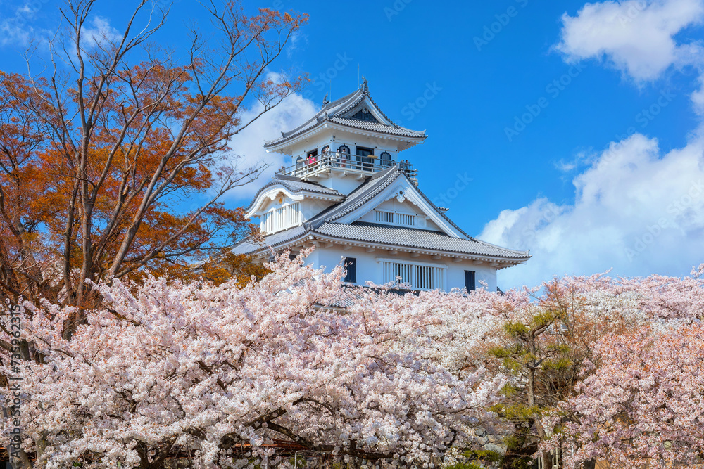Nagahama Castle in Shiga Prefecture, Japan during full bloom cherry blossom Nagahama Castle in Shiga Prefecture, Japan during full bloom cherry blossom