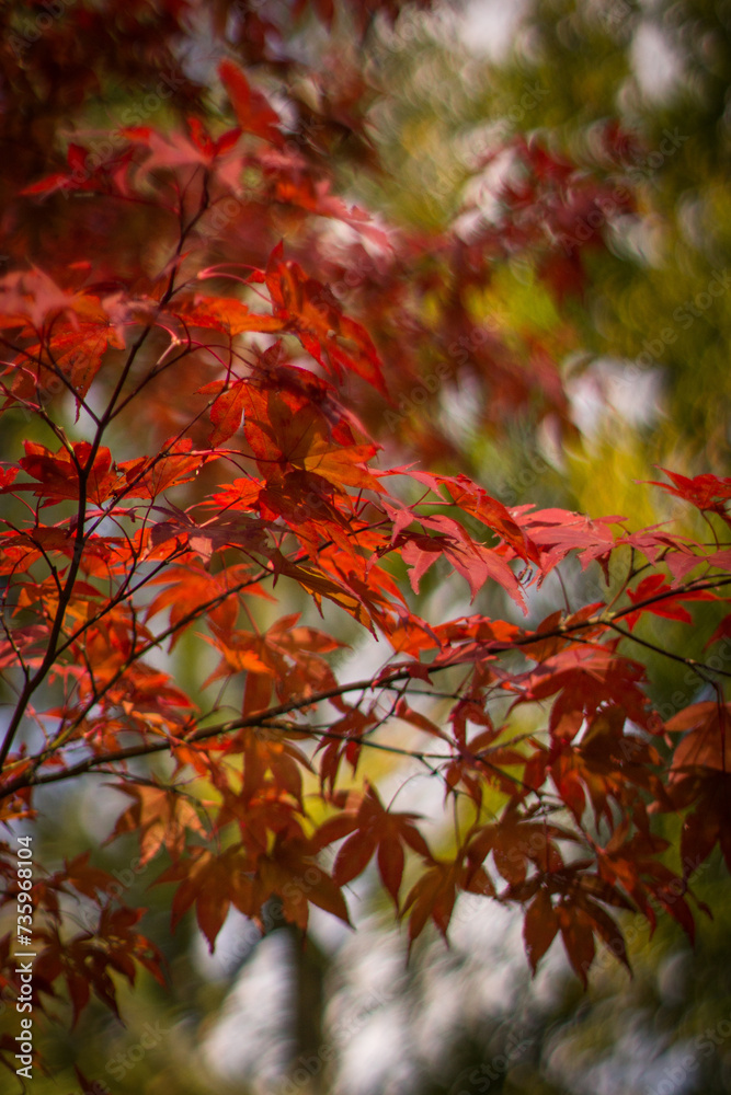 Beautiful red leaves on trees in Japanese garden Beautiful red leaves on trees in Japanese garden