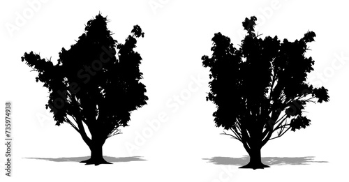 Set or collection of Amur Cork trees as a black silhouette on white background. Concept or conceptual vector for nature  planet  ecology and conservation  strength  endurance and  beauty