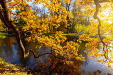 Oak tree branches in autumn foliage in Catherine park, Pushkin, Saint Petersburg, Russia