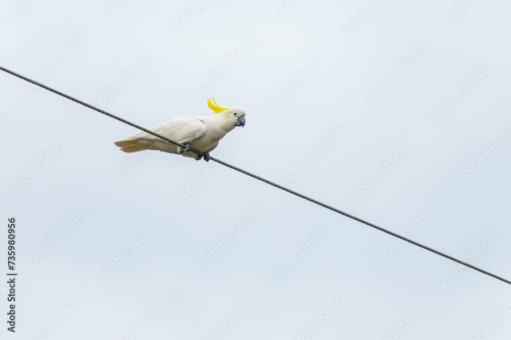 Cockatoo parrot sitting on a wire in Australia. Big white and yellow cockatoo with nature white background Cockatoo parrot sitting on a wire in Australia. Big white and yellow cockatoo with nature white background