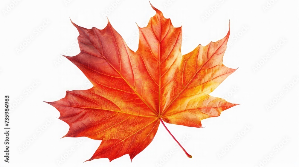 autumn maple leaf isolated on white background autumn maple leaf isolated on white background