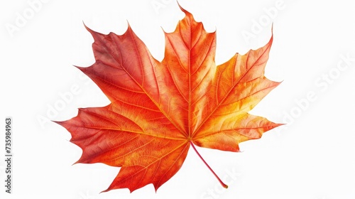 autumn maple leaf isolated on white background