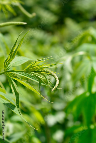 Endemic veronicastrum flower bud