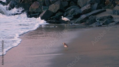 bird on the beach at Fort Kochi Kerala