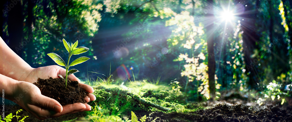 Hand Holding Small Tree For Planting In Green Forest With Flare Effect - Earth Day - Environment Concept - obrazy, fototapety, plakaty 
