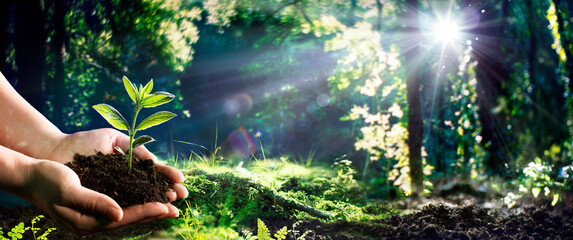 Hand Holding Small Tree For Planting In Green Forest With Flare Effect - Earth Day - Environment Concept