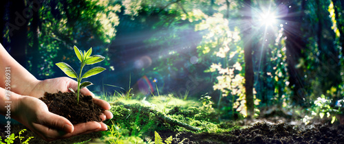 Hand Holding Small Tree For Planting In Green Forest With Flare Effect - Earth Day - Environment Concept © Romolo Tavani