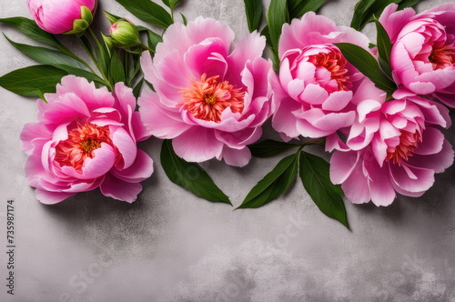 Pink Peonies on Gray Concrete Background