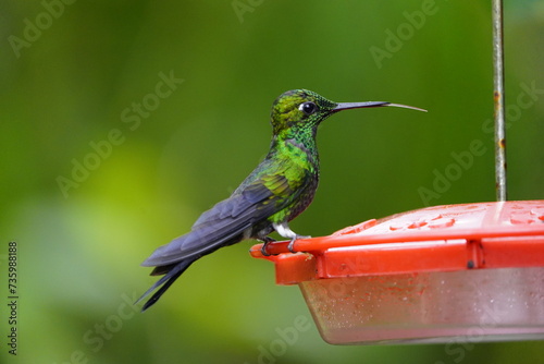 The scaly-breasted hummingbird or scaly-breasted sabrewing (Phaeochroa cuvierii) is a species of hummingbird in the 