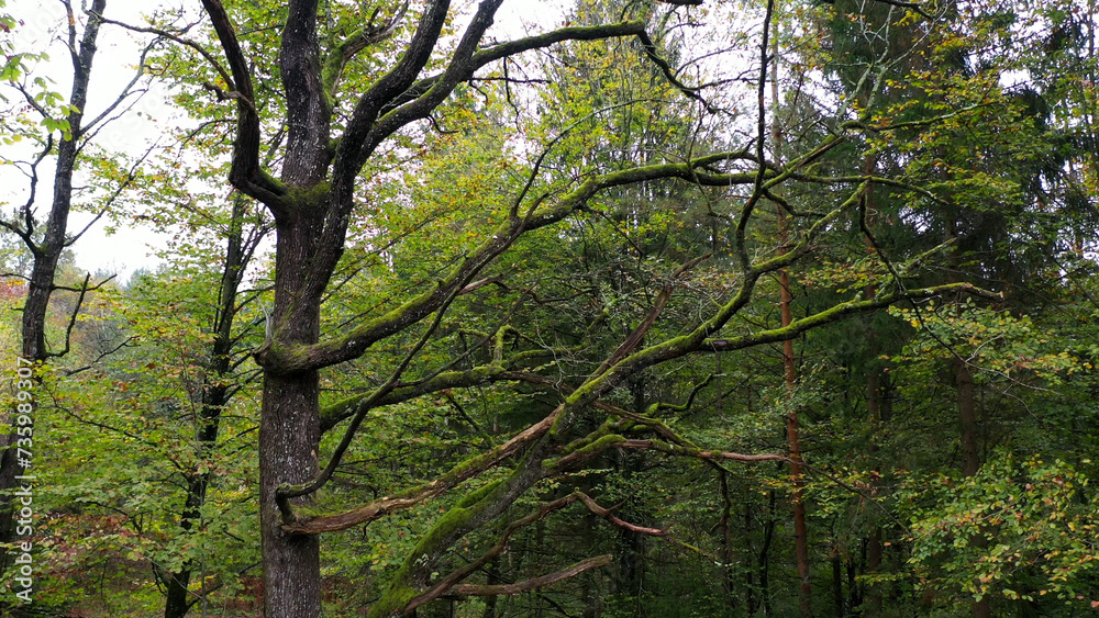 Fototapeta premium Closeup of a old oak tree with big branches.