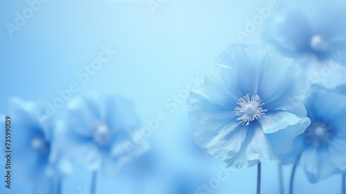 Flowers of Himalayan Blue Poppy on blue background