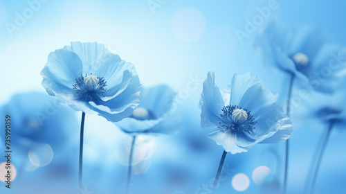 Flowers of Himalayan Blue Poppy on blue background