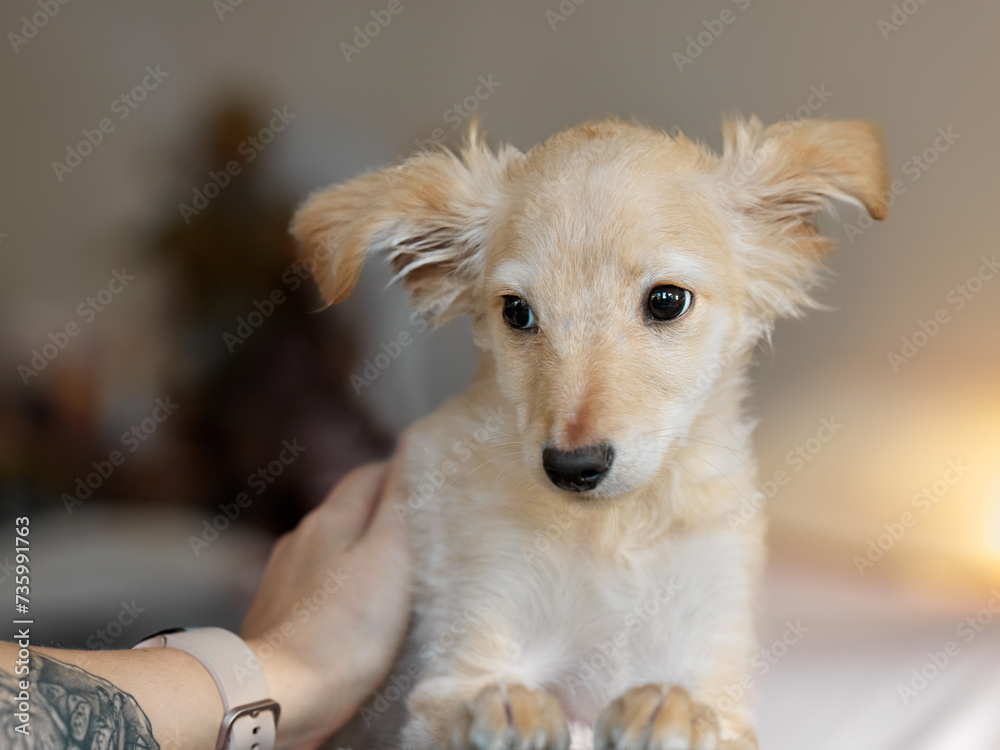 Fototapeta premium Portrait of dog being pet by human