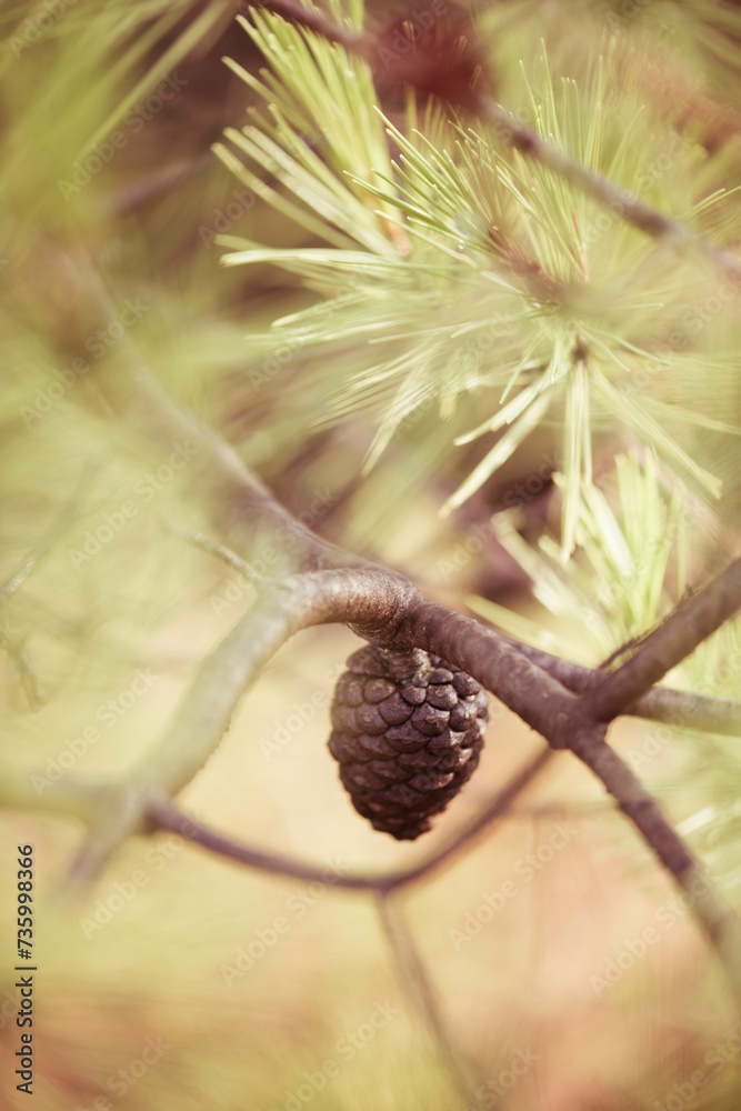 Acorn hanging from a branch with leaves and pines in the background Acorn hanging from a branch with leaves and pines in the background