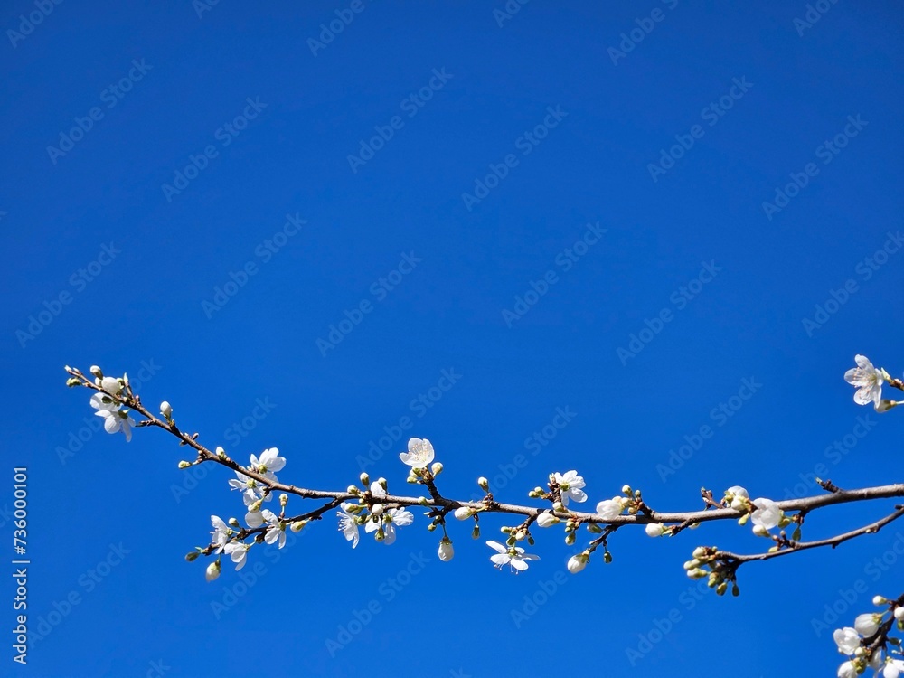 Obraz premium Spring white blossom against blue sky