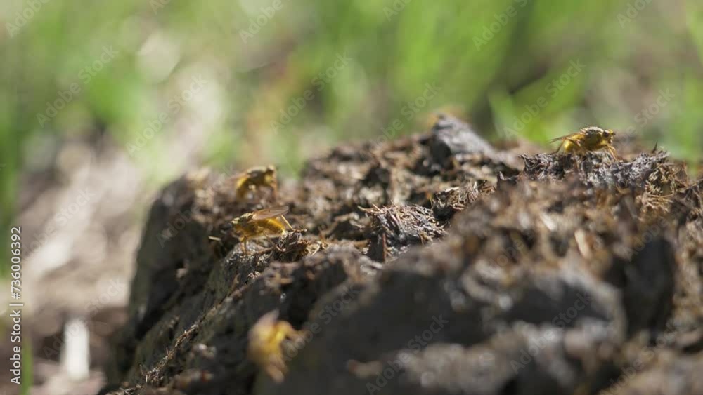 Insects crawl on animal excrement. Small yellow flies sit on fresh pet manure Insects crawl on animal excrement. Small yellow flies sit on fresh pet manure