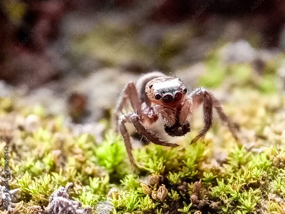 Phidippus regius a jumping spider