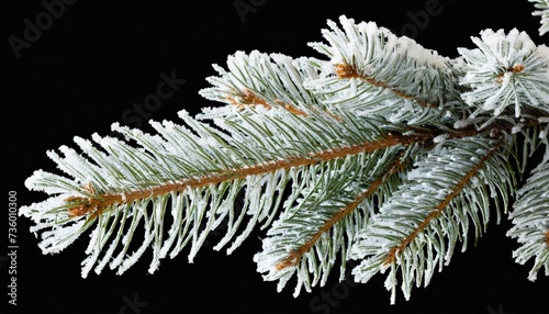 winter frozen tree branch photo overlays photoshop overlay pine icy snow branch png