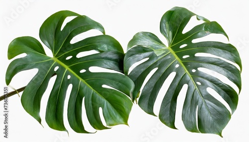 monstera jinny plant isolated