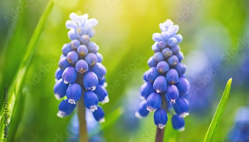 muscari flower close up bright natural green background