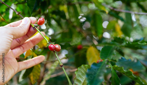 harvesting coffee berries by agriculturist hands, red coffee beans ripening in hand farmer, fresh coffee, red berry branch, agriculture on coffee tree