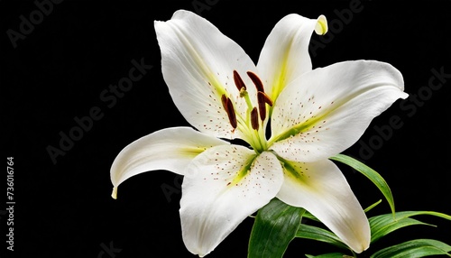 flower white lily isolated on transparent background