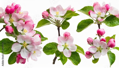 spring set pink apple tree flowers isolated on white background different angles design element © Nathaniel