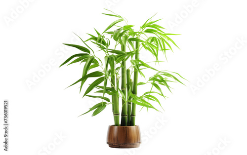 Bamboo Plant in Wooden Vase. A bamboo plant gracefully sits in a wooden vase against a clean Transparent backdrop.