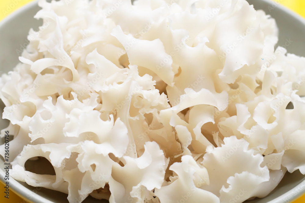 Cauliflower mushroom or cauliflower fungus Cauliflower mushroom or cauliflower fungus