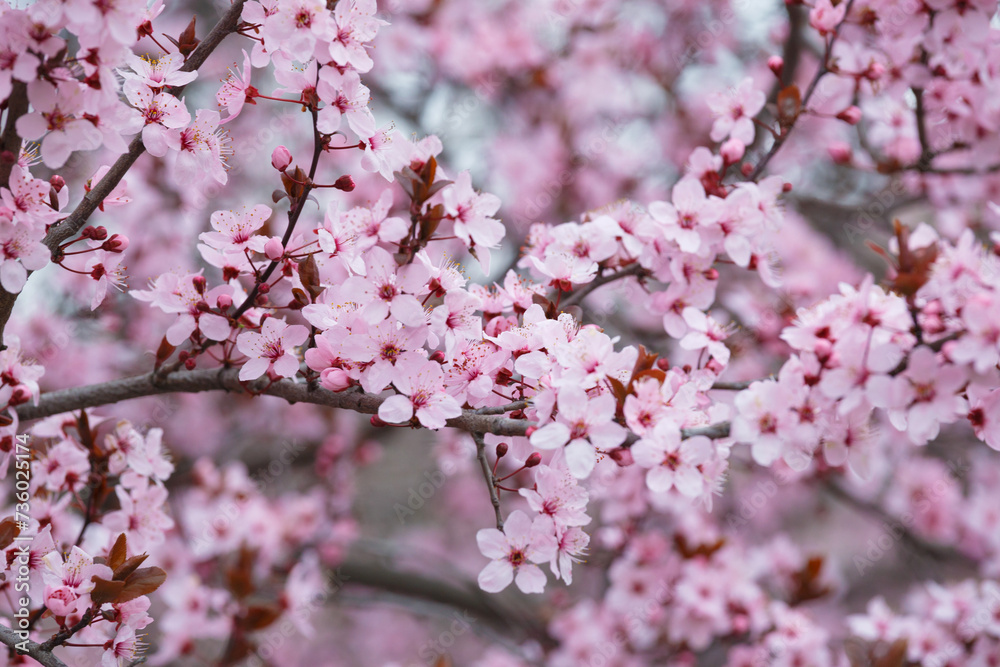 Branches of ornamental Pissardi plum blossoming with pink flowers, spring floral background.