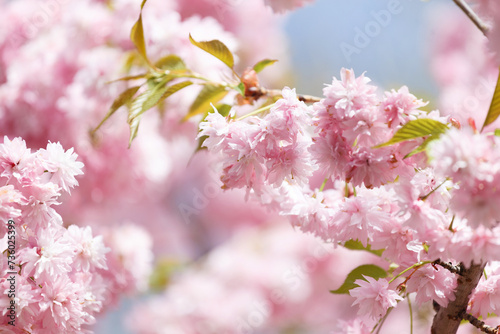 Branches of blooming sakura are strewn with double pink flowers, spring floral background. © Наталья Марная