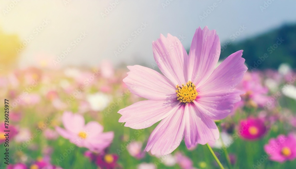 soft and blurred cosmos flower on pastel filter style concept