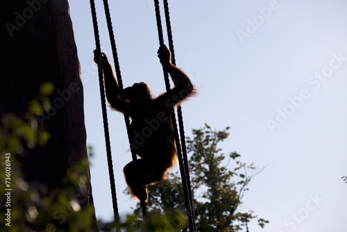 Northwest Bornean Orangutan. (Pongo pygmaeus pygmaeus) climbing at sunset.  photo