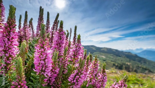 erica carnea