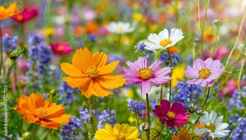 bunte blumenwiese grusskarte wildblumen wiese © Deanne