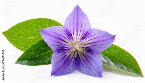 purple flower and leaves of a balloon flower or bellflower platycodon grandiflorus isolated