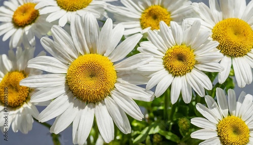 fresh chamomile flower collection with real transparent shadow isolated on transparent background png design element