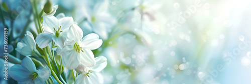 Banner with white spring flowers on luminous light blue background. Tender white blooms with sparkling blue bokeh  spring floral design. Soft focus on white flowers  light blue shimmering backdrop