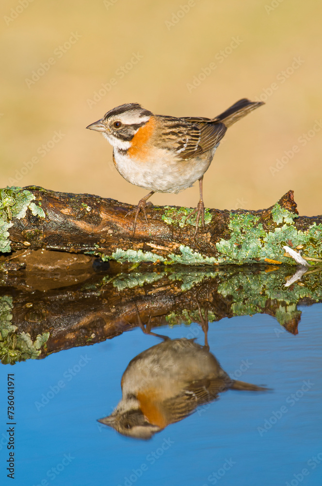 Rufous collared Sparrow, Zonotrichia capensis, Calden fores, La Pampa , Argentina Rufous collared Sparrow, Zonotrichia capensis, Calden fores, La Pampa , Argentina