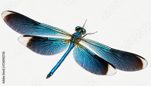 blue banded demoiselle isolated on white background closeup calopteryx splendens damselfly flying cut out © Diann
